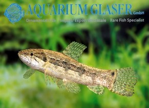 Wolf fish common — 15
